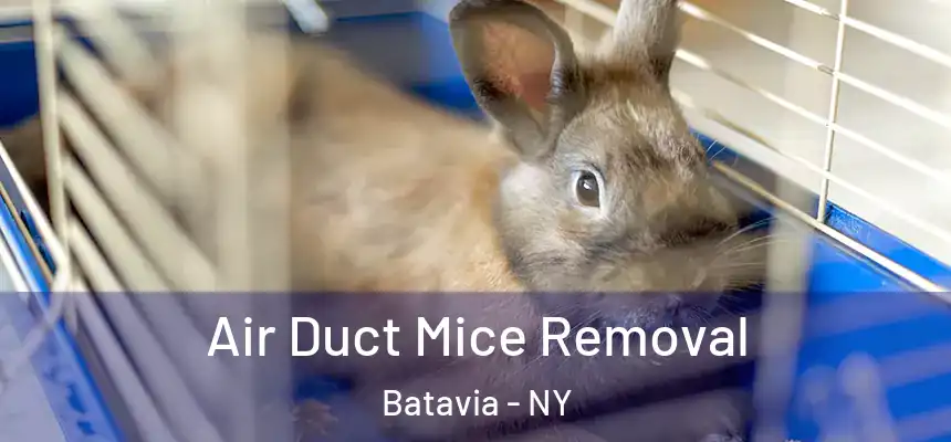  Air Duct Mice Removal Batavia - NY