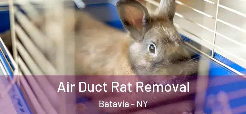  Air Duct Rat Removal Batavia - NY
